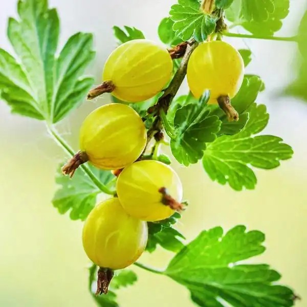 Hinnomaki yellow (rezisztens) köszmétető